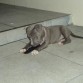 2 meses y medio